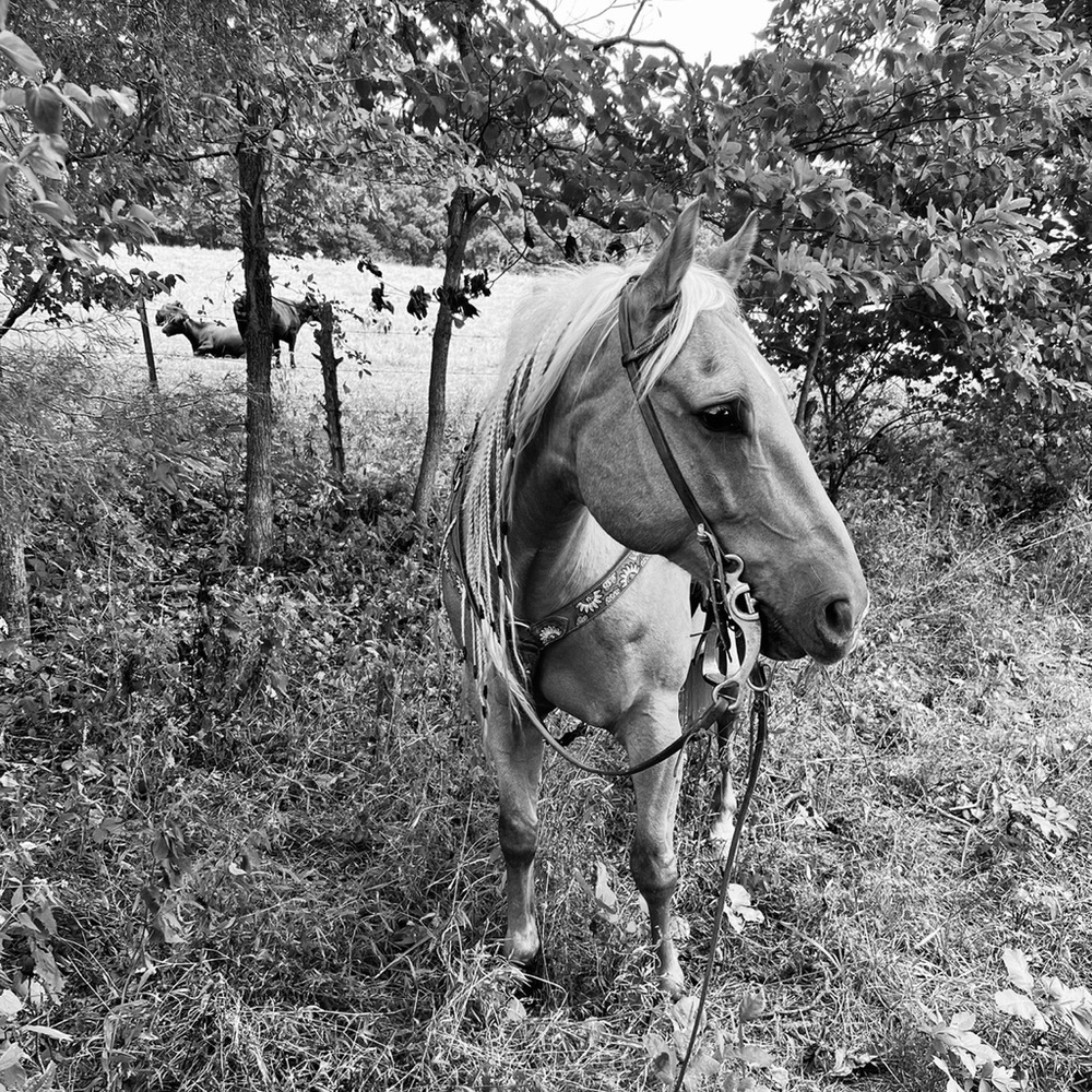 Bundle Deal 💙🤍❤️